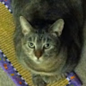 Meet your Posher, Chia-fang